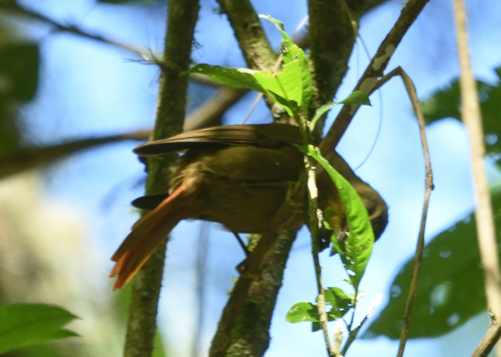 Montane Foliage-gleaner (Anabacerthia striaticollis), photo 9