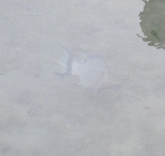 Lachnolaimus maximus