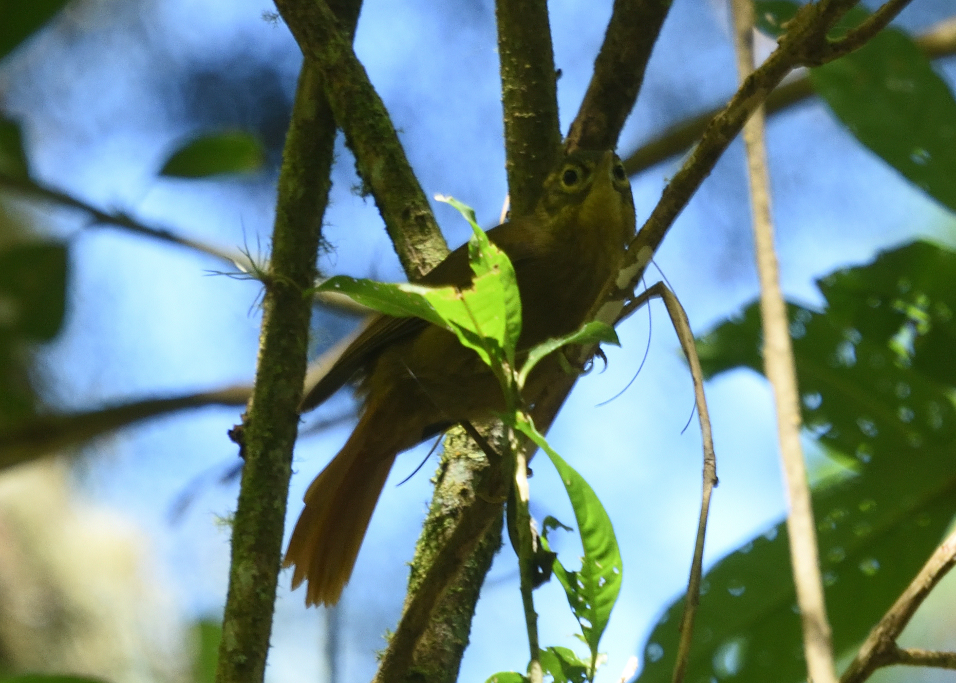 Montane Foliage-gleaner (Anabacerthia striaticollis), photo 8