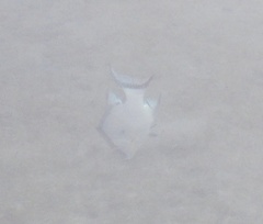 Lachnolaimus maximus