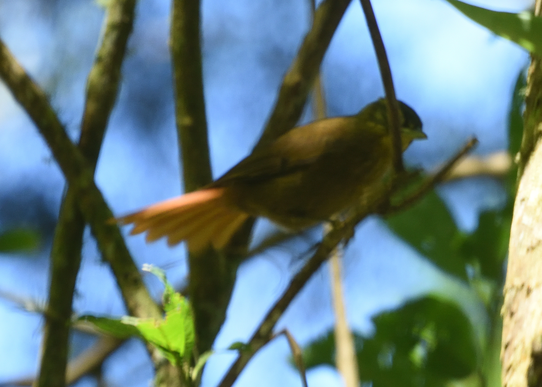 Montane Foliage-gleaner (Anabacerthia striaticollis), photo 10