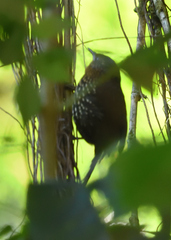 Premnoplex brunnescens