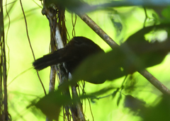 Premnoplex brunnescens