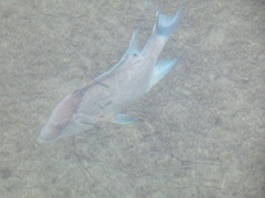 Lachnolaimus maximus