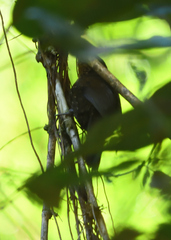 Premnoplex brunnescens