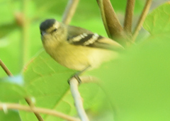 Phyllomyias nigrocapillus