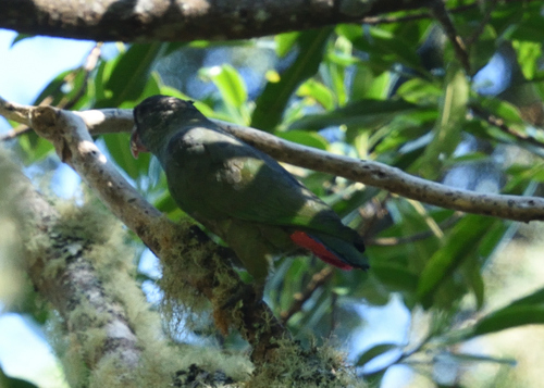 Red-billed Parrot (Pionus sordidus), photo 10