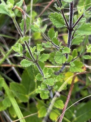 Chaenostoma floribundum