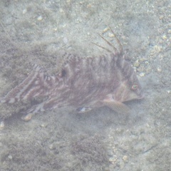 Lachnolaimus maximus