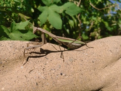 Tenodera sinensis