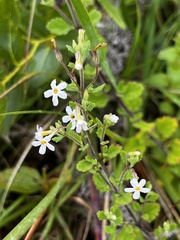 Chaenostoma floribundum