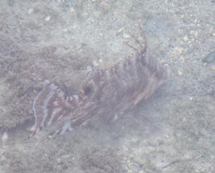 Lachnolaimus maximus