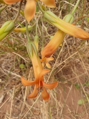 Tylecodon grandiflorus