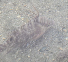 Lachnolaimus maximus