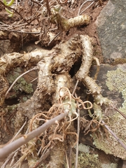 Tylecodon grandiflorus