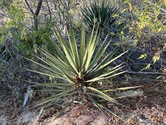 Yucca capensis
