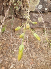 Tylecodon grandiflorus