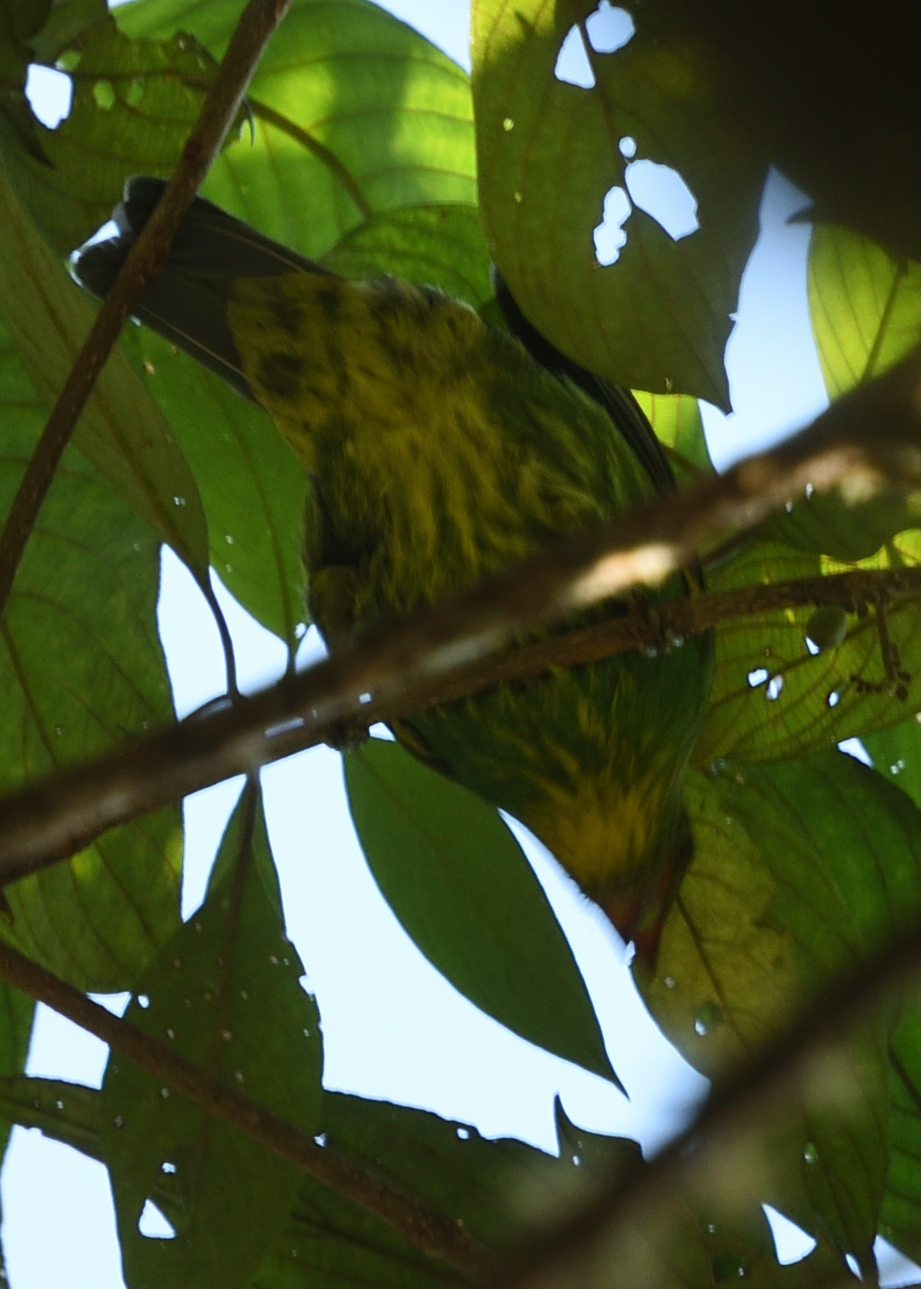 Golden-breasted Fruiteater (Pipreola aureopectus), photo 10