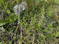 Chaenostoma floribundum