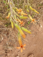 Tylecodon grandiflorus