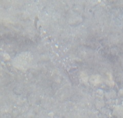 Sphoeroides spengleri