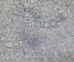 Sphoeroides spengleri