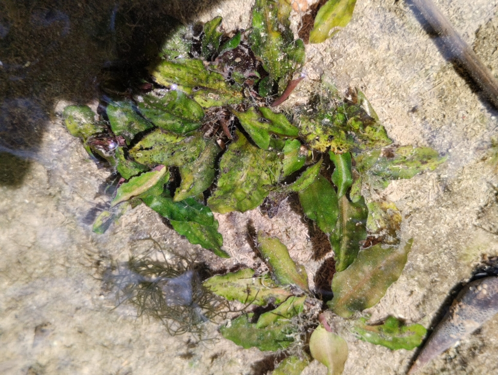 Cryptocoryne usteriana