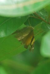 Doleschallia bisaltide