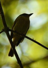 Myiodynastes hemichrysus