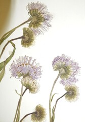 Erigeron glabellus