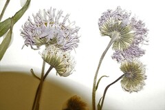 Erigeron glabellus