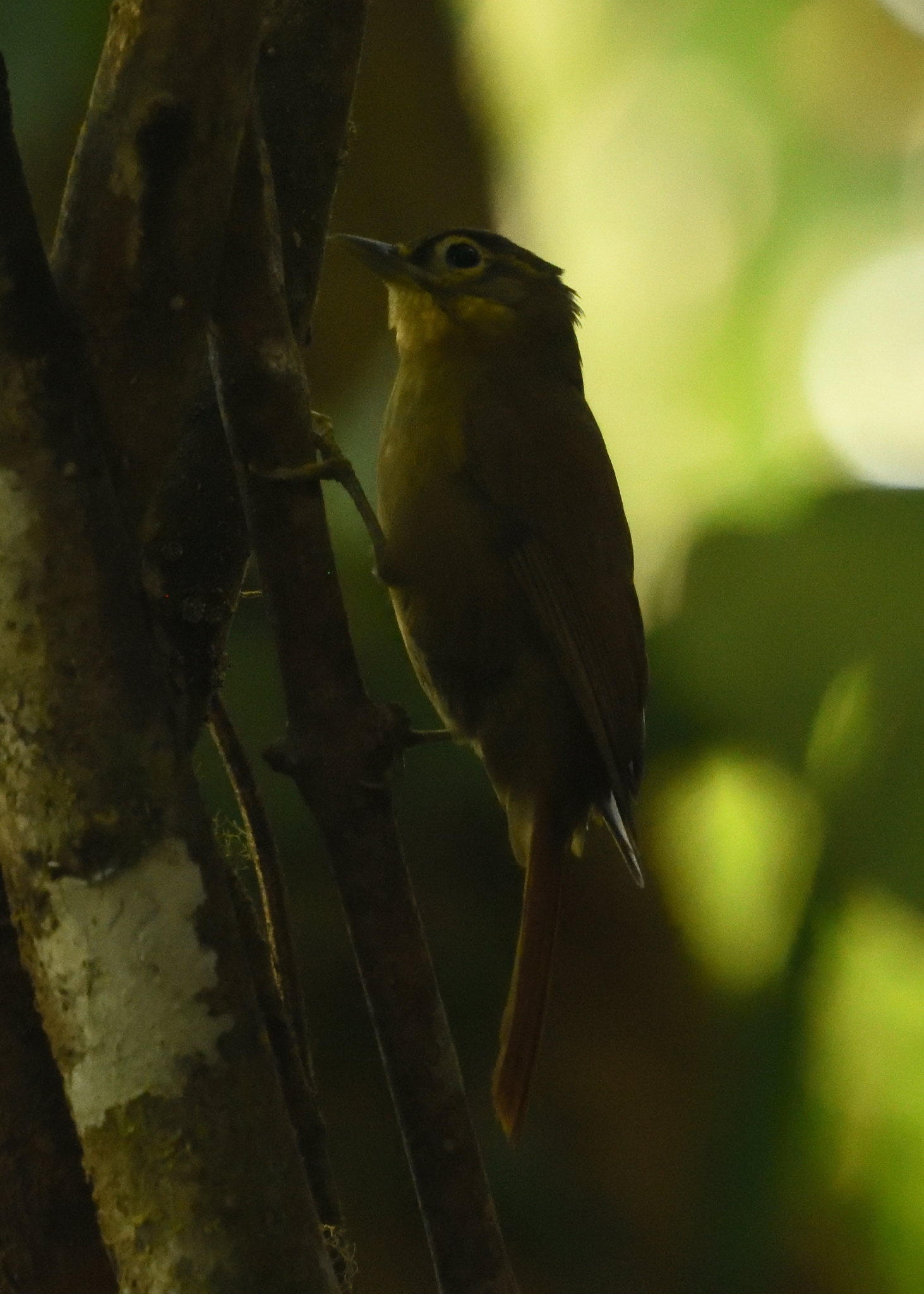 Montane Foliage-gleaner (Anabacerthia striaticollis), photo 7
