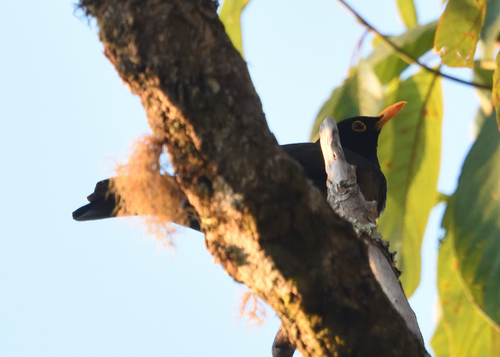 Black-hooded Thrush (Turdus olivater), photo 10