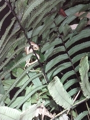 Mastigodryas boddaerti