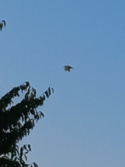 Nycticorax nycticorax