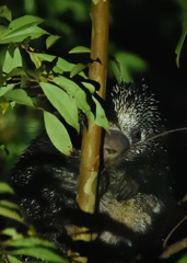Coendou longicaudatus