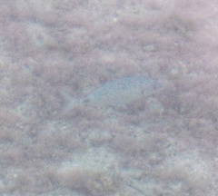 Diplodus bermudensis