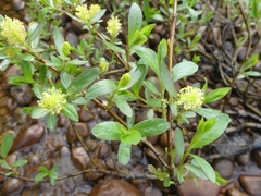 Salix lucida