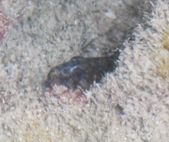 Sparisoma