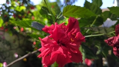 Malvaviscus penduliflorus