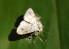 Neurophyseta