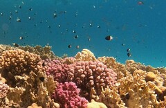 Pycnochromis dimidiatus