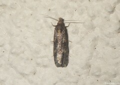 Phtheochroa