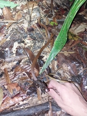 Mastigodryas boddaerti