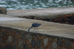 Egretta caerulea