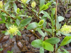 Salix lucida