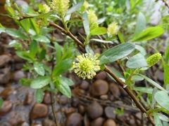 Salix lucida