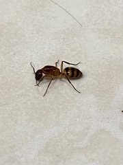 Camponotus