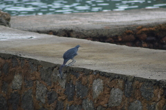 Egretta caerulea