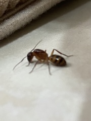 Camponotus